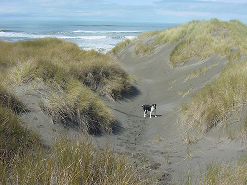 Sam stands in the sand dunes on southern Oregon beach
